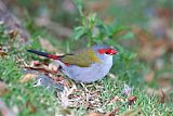 Red-browed Firetailborder=